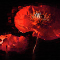 Deep Red Poppies
