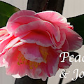 Peace and Joy - Pink And White Camellia Bloom
