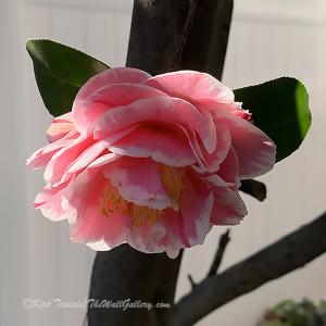 Camellia Crazy - Photoshoot
